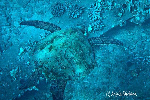 Green turtle, Maui, Hawaii, copyright Angela Fairbank