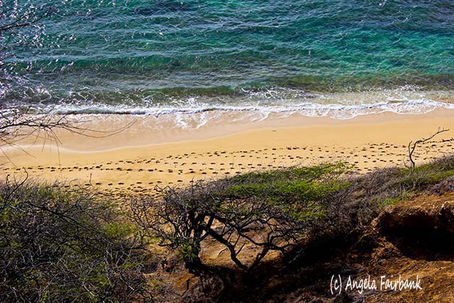 Oahu, Hawaii, copyright Angela Fairbank