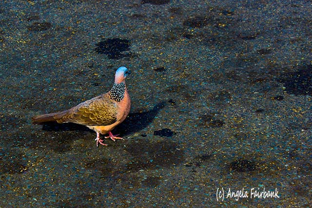Oahu, Hawaii, copyright Angela Fairbank