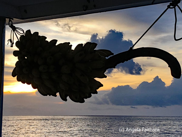 hanging bananas