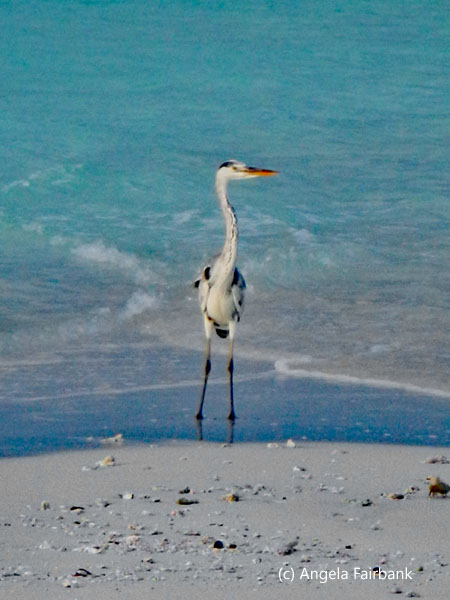 grey heron on sand bank
