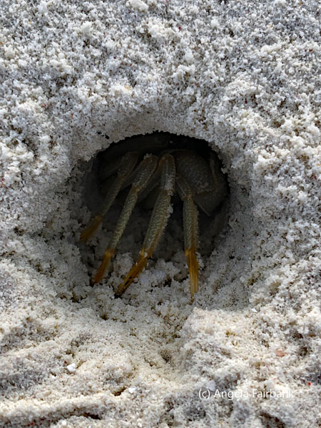 crab in hole