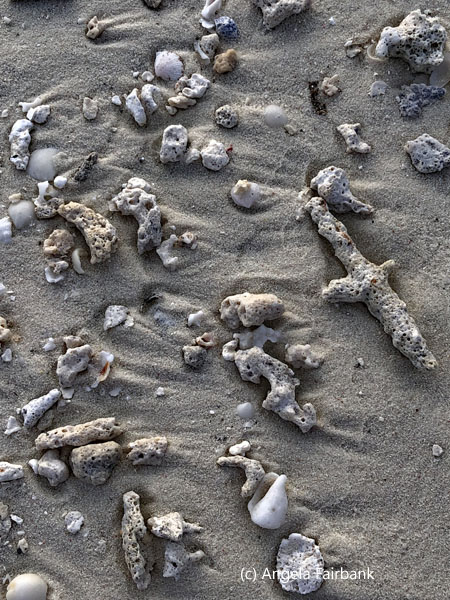 coral on sand bank