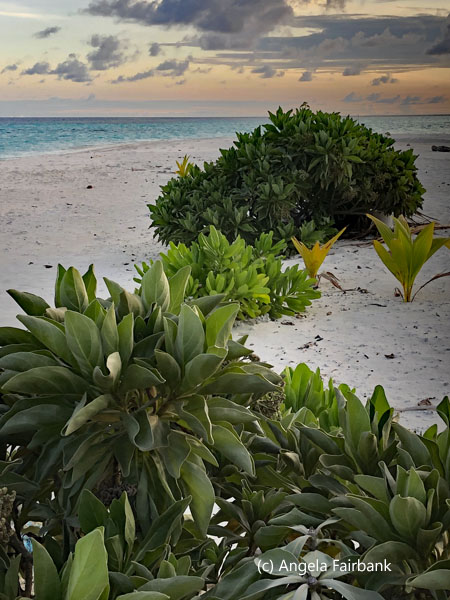 sand bank vegetation at sunset vertical