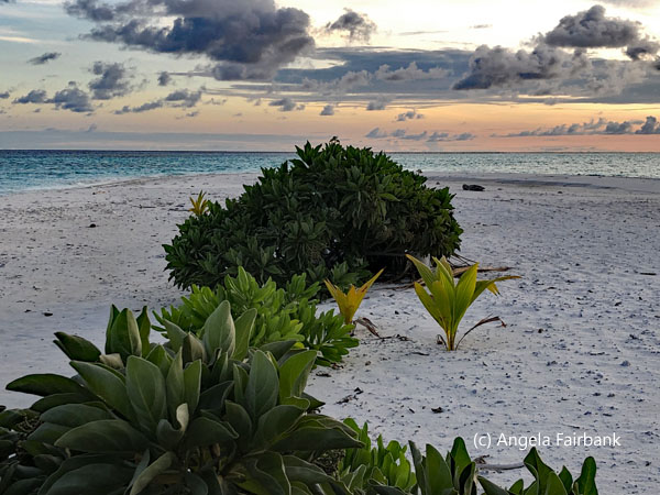 sand bank vegetation at sunset horizontal