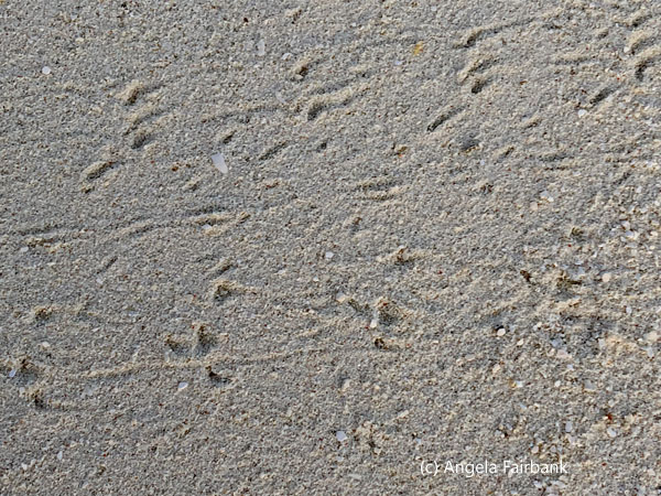 bird prints in the sand