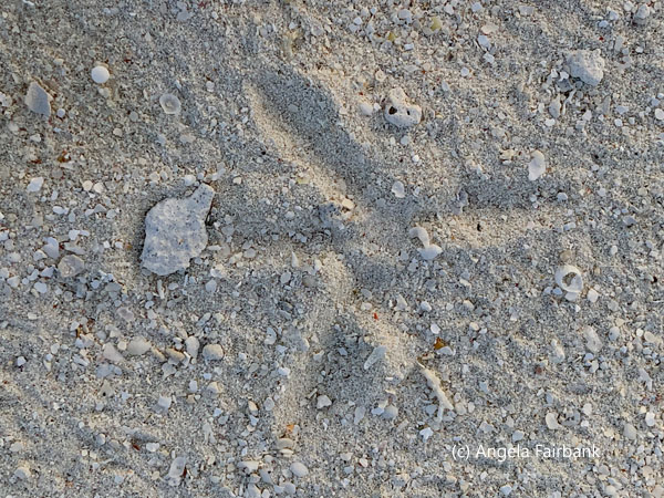 heron prints in the sand