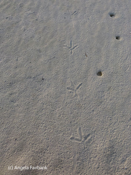 evidence of heron and crabs