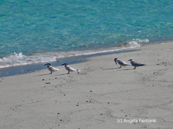 noddies on the sand bank