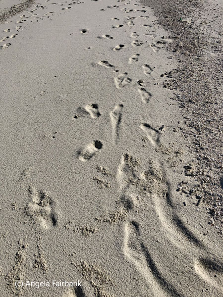 foot prints in the sand