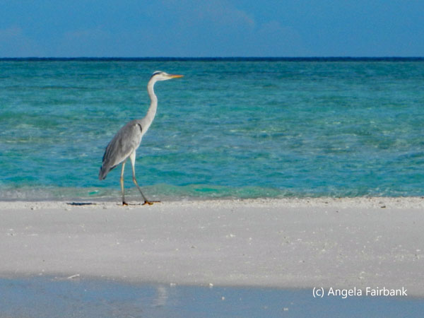 grey heron strolling