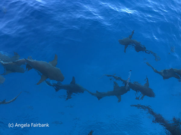 shiver of sharks