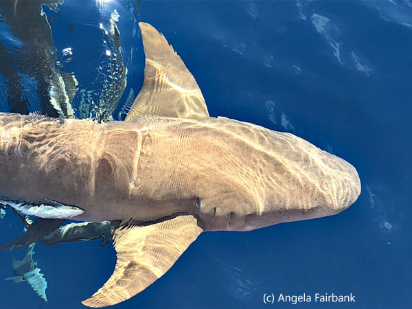 shark 1