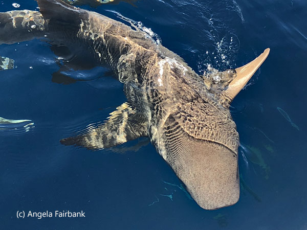 shark 2