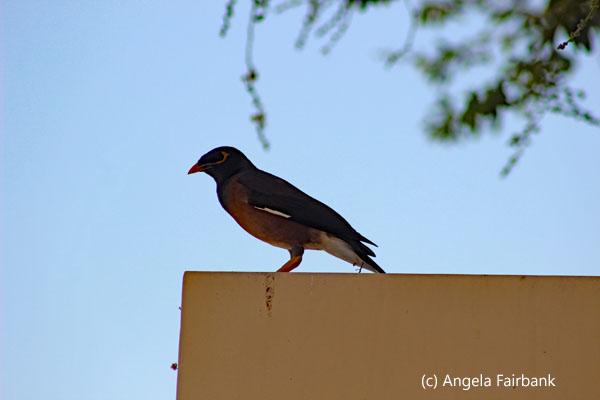 mynah bird