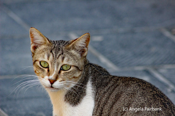 souq cat
