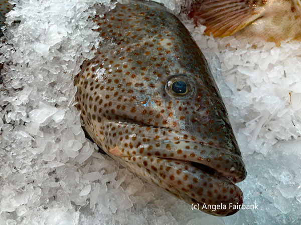 large spotted fish head