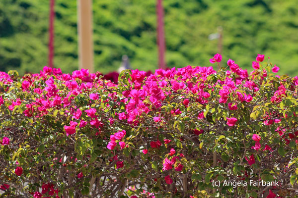 bougainvillea