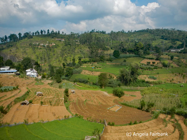 agricultural lands near Ella