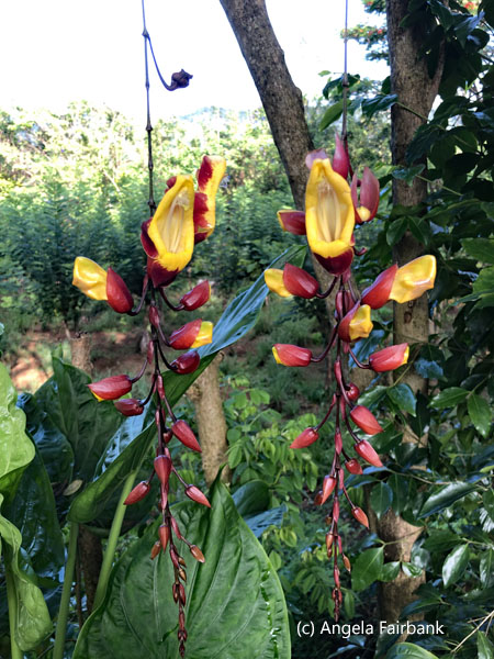 orchids at Amba Estate