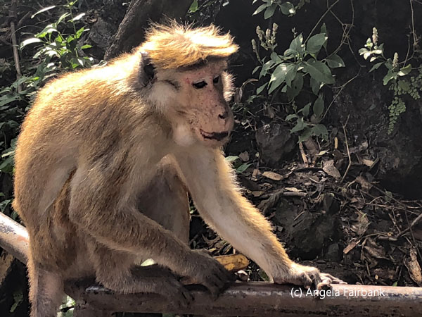 macaque monkey 1