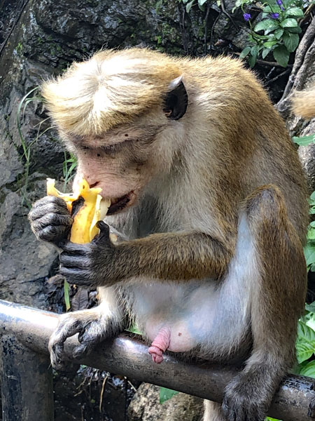 macaque monkey 3
