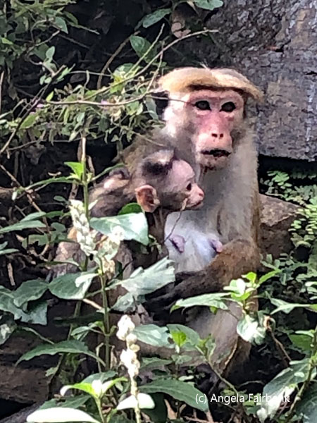 macaque mother and young