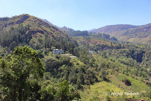 valley near tea factory 2