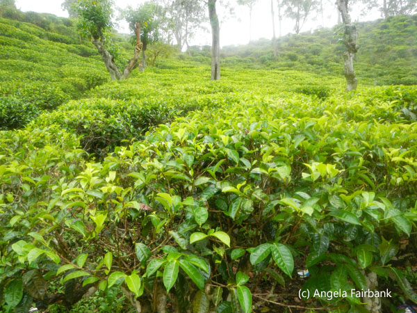 tea plantation