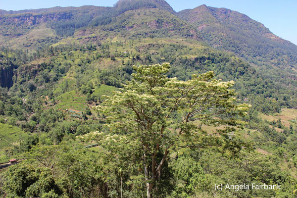 valley near tea factory 3