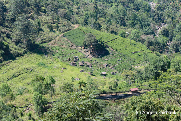 valley near tea factory 4