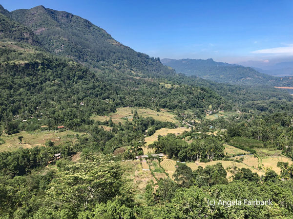 valley near tea factory 5