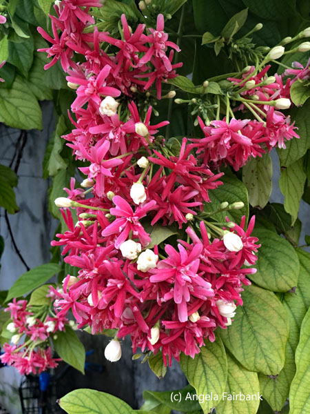pink and white flowers
