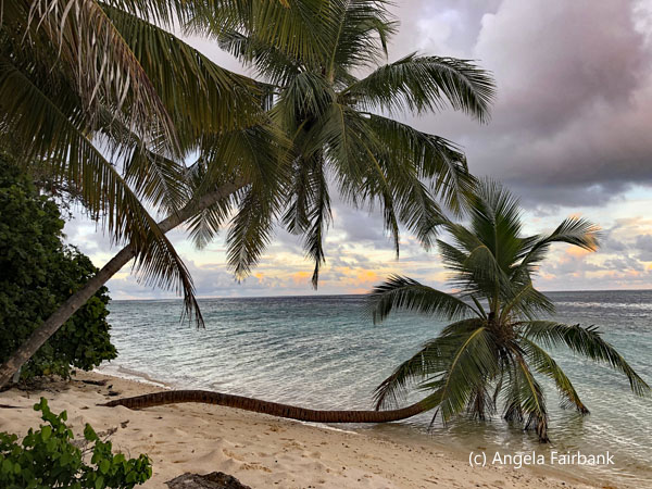 palm trees over water