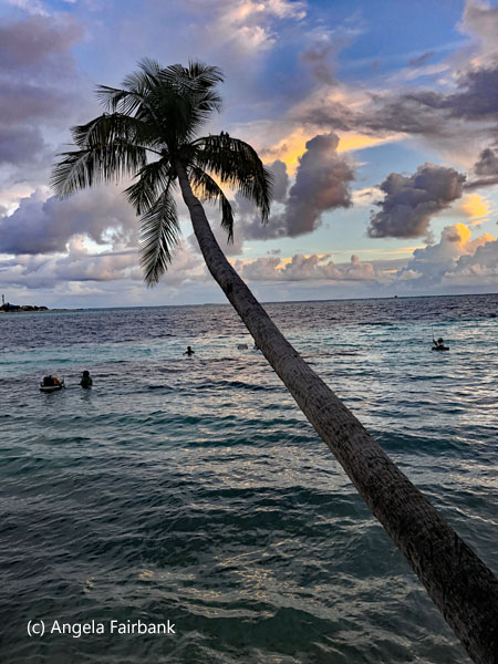palm tree leaning over the water