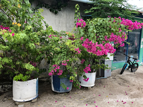 pots of bougainvillea