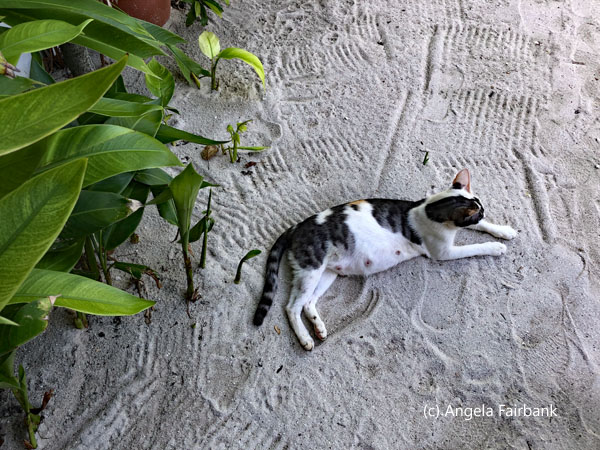 female cat