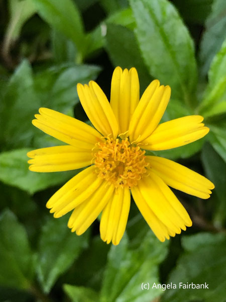 yellow flower