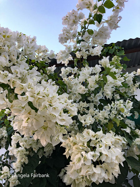 white bougainvillea