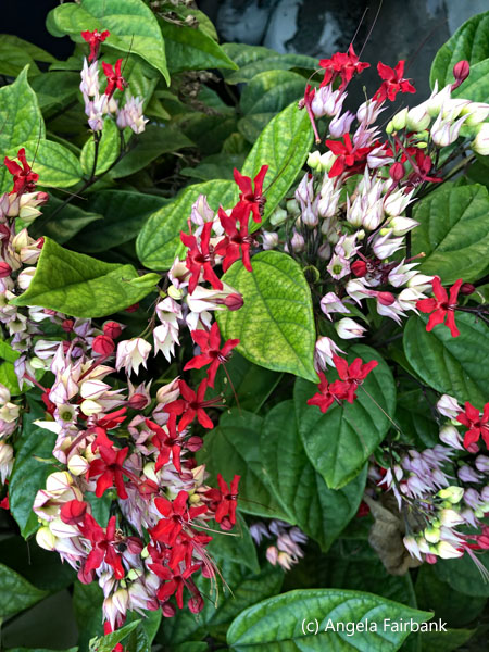 red white purple and pink flowers