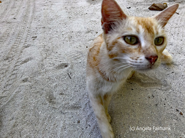 ginger cat
