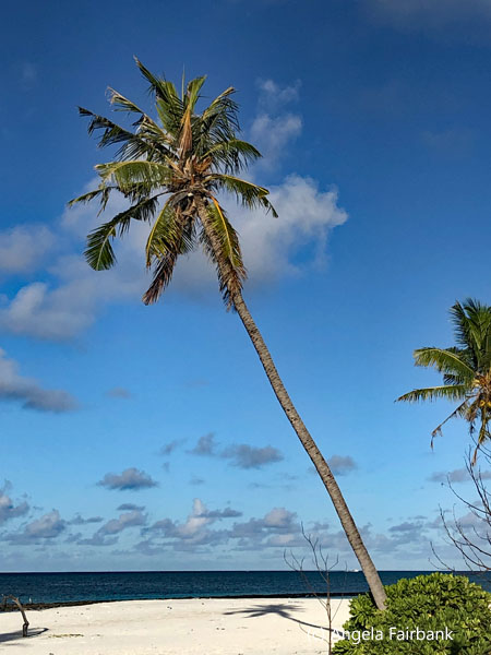 palm tree on beach