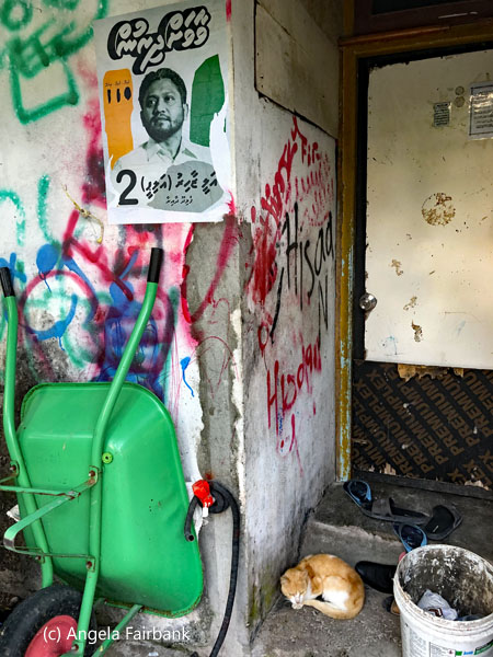 green wheelbarrow and cat