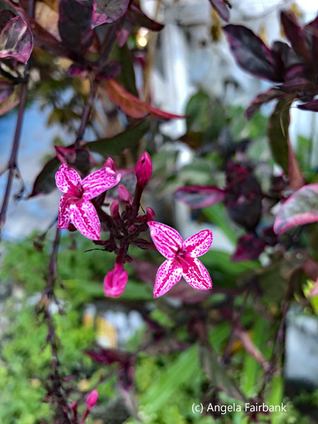 pink flowers