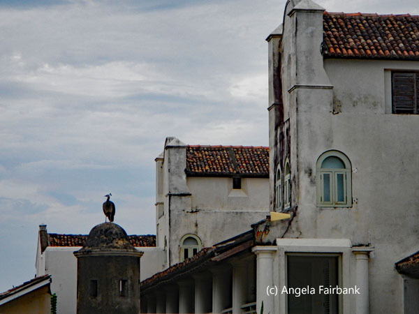 buildings and peacock