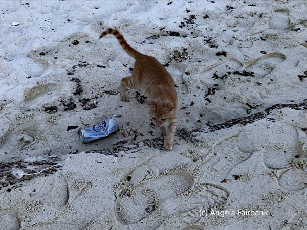 cat on sand