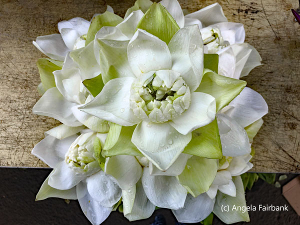 white lotus