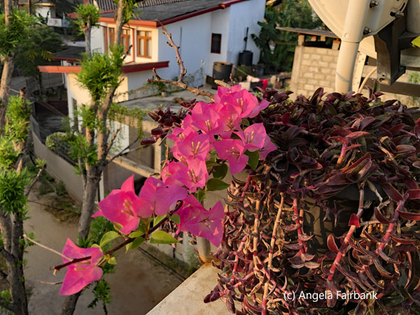 bougainvilla in dining area