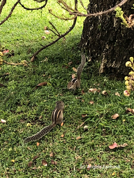 squirrels