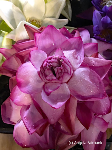 pink lotus